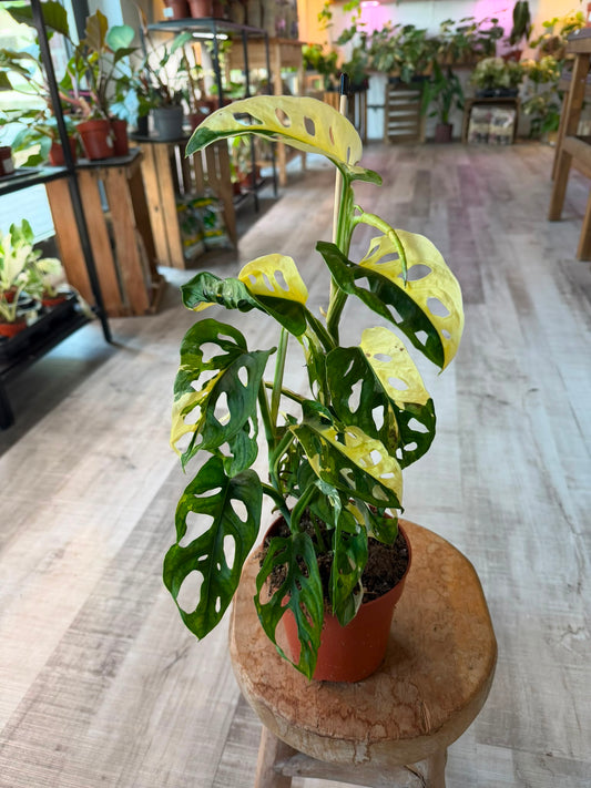 Monstera adansonii variegata
