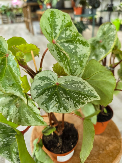 Begonia 'Temuyuk Silver'