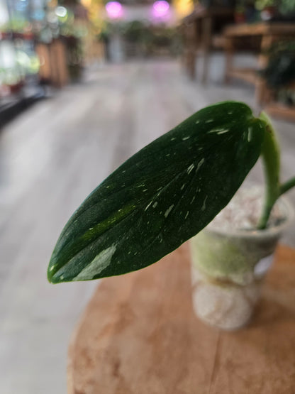 Monstera standleyana (Philodendron Cobra) (RC)
