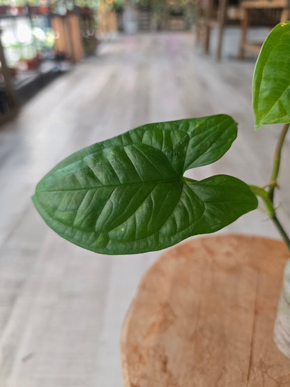 Syngonium sp. Costa Rica (JP1)
