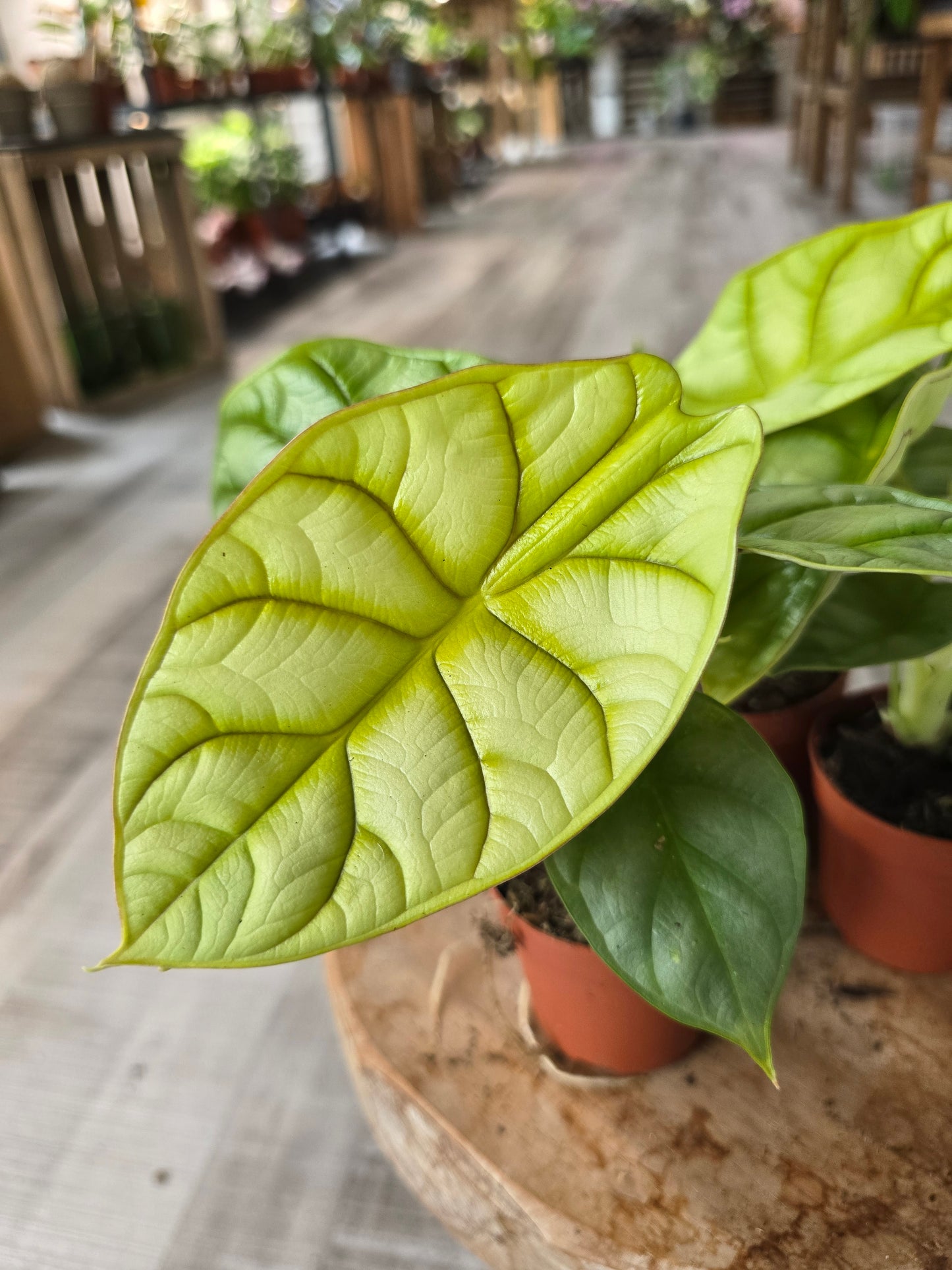 Alocasia 'Dragon Gold'
