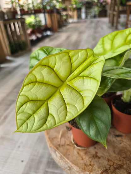 Alocasia 'Dragon Gold'