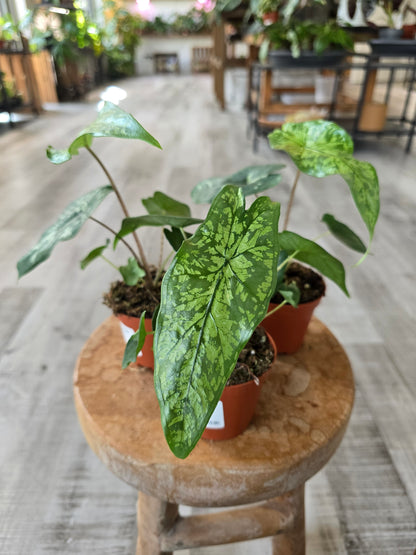 Alocasia Shattered Glass