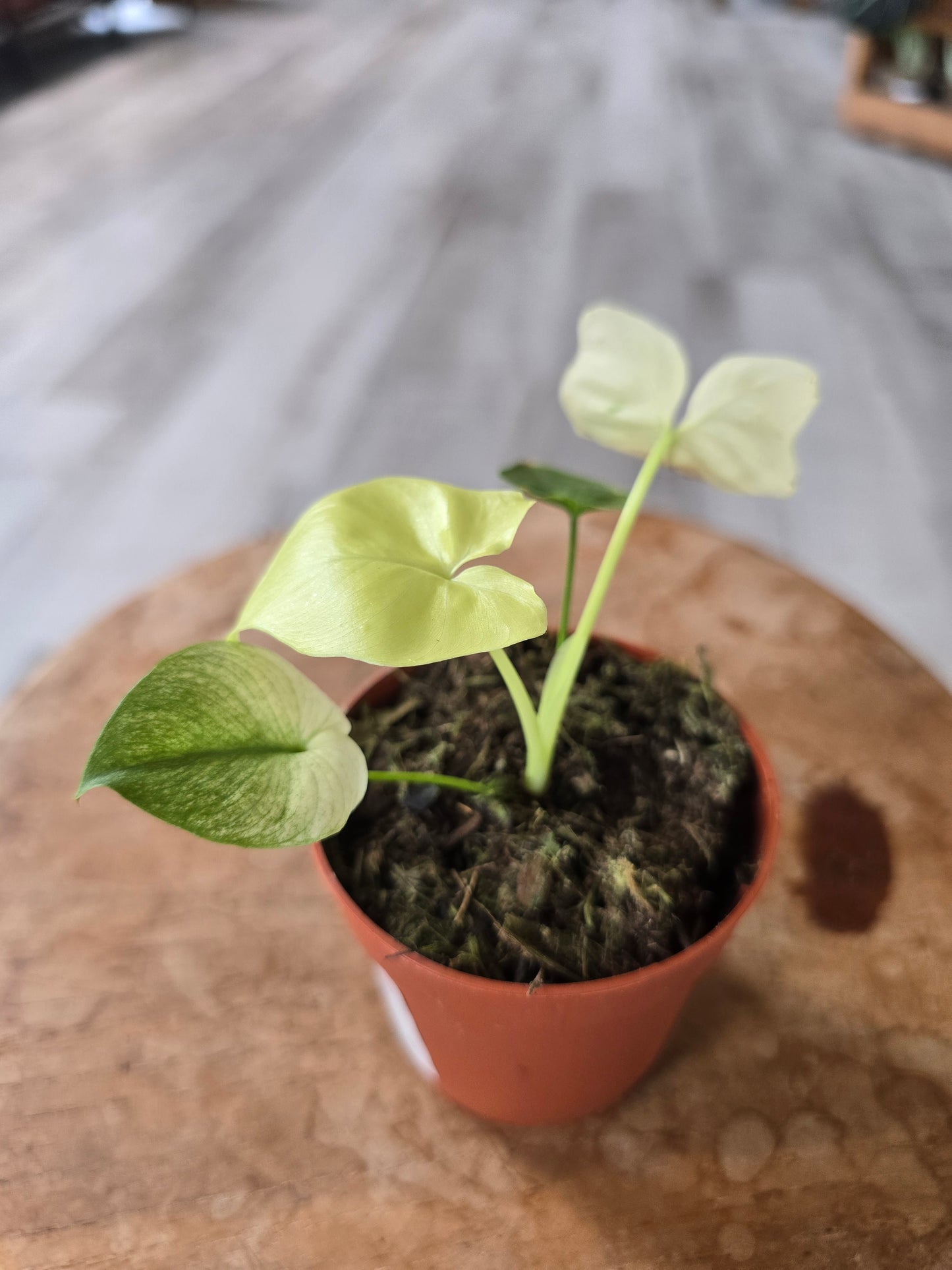 Thaumatophyllum African Fantasy (Philodendron Angela)