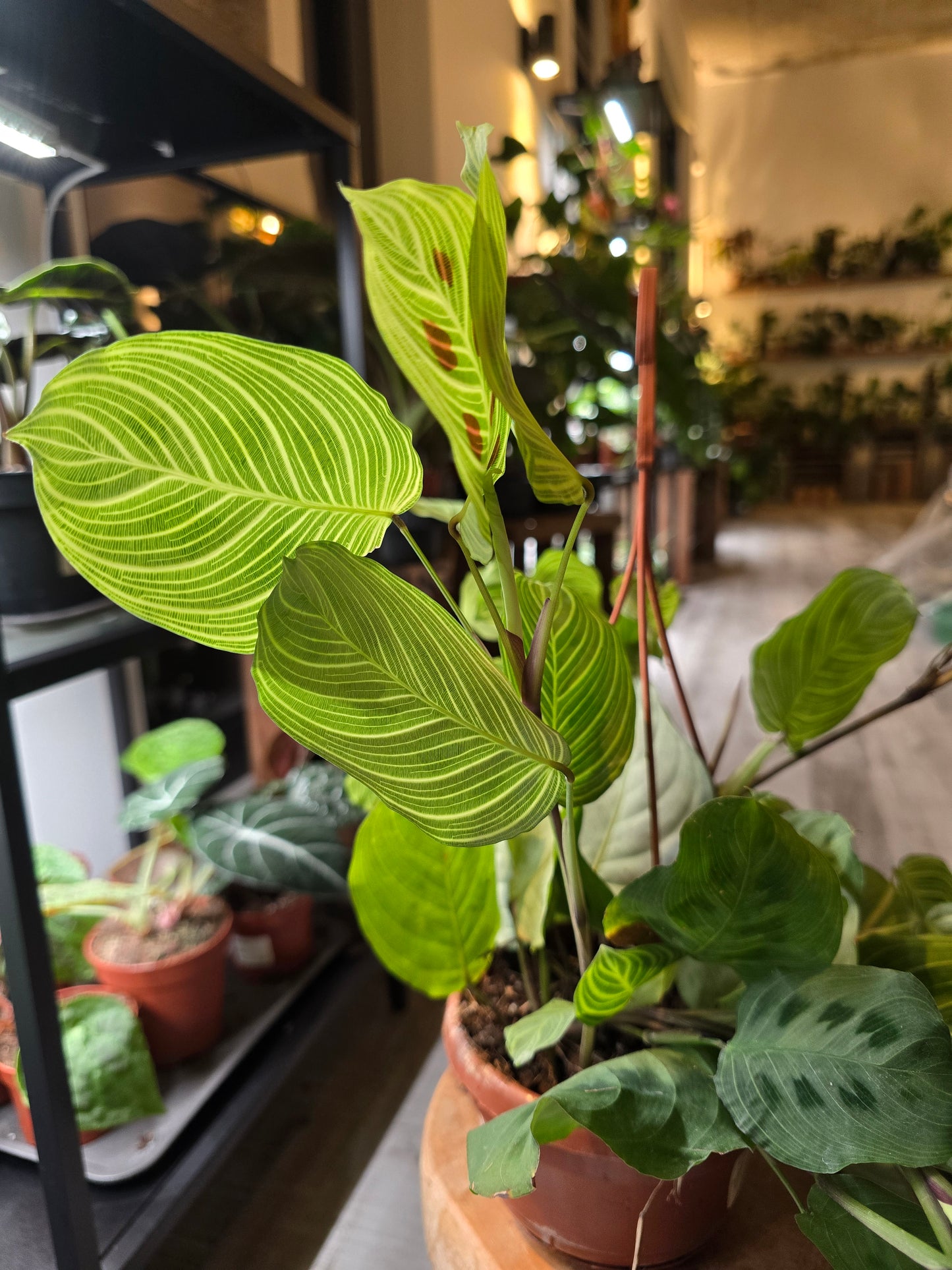 Maranta Light Veins