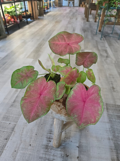 Caladium Sexy Pink
