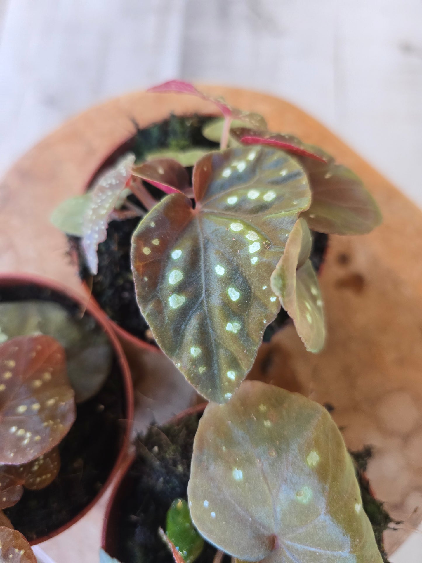 Begonia Pandora