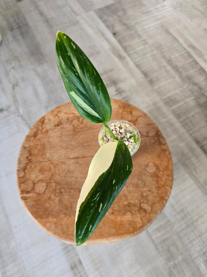 Monstera standleyana (Philodendron Cobra) (RC)
