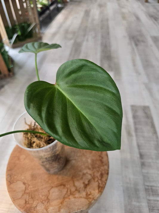 Philodendron Pink Glory (RC)