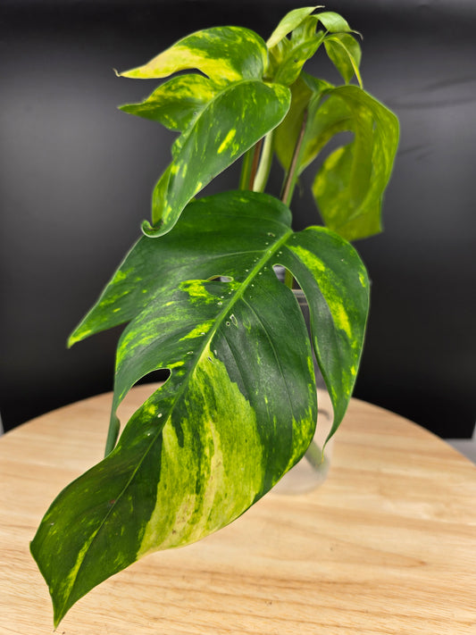 Epipremnum Pinnatum Cintho Goldfinger (Cutting 1)