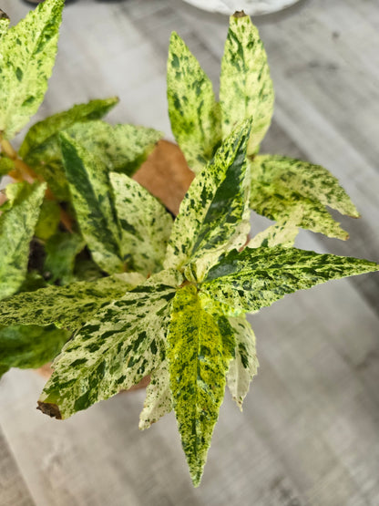 Pellionia repens variegata