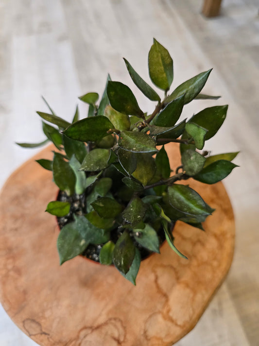 Hoya krohniana Black Leaves