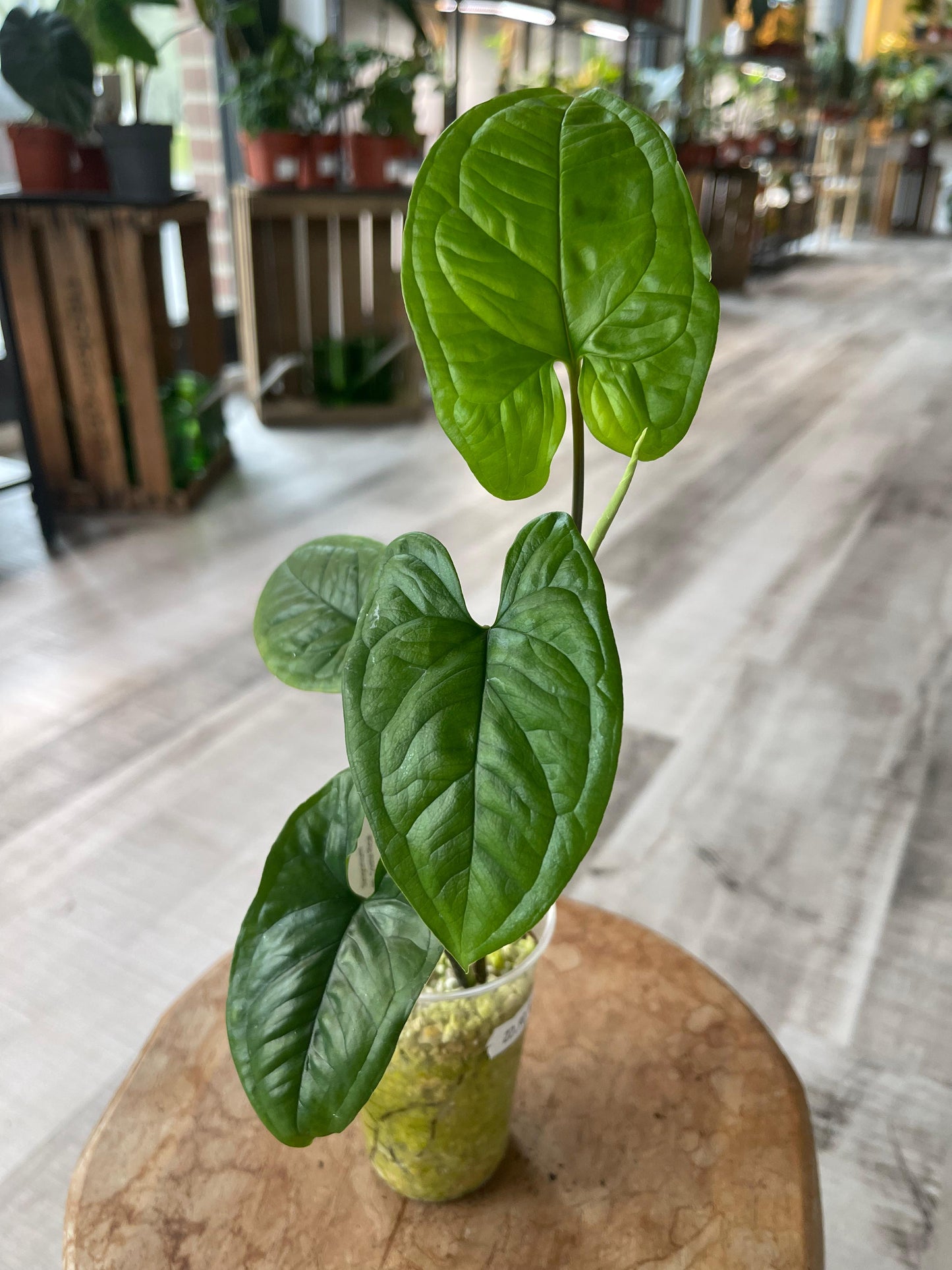 Syngonium sp. Costa Rica (JP)