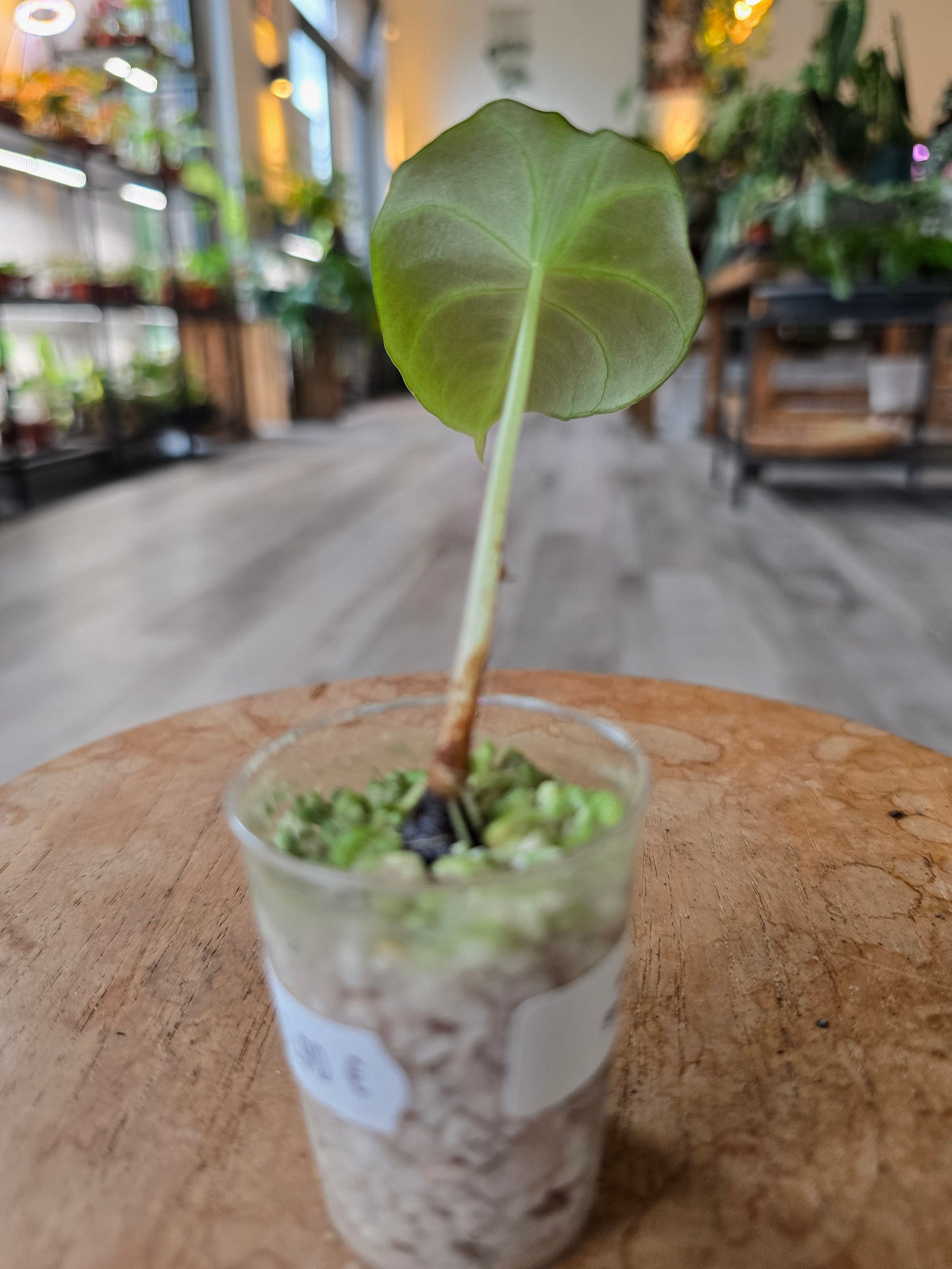 Alocasia Black Velvet (JP)