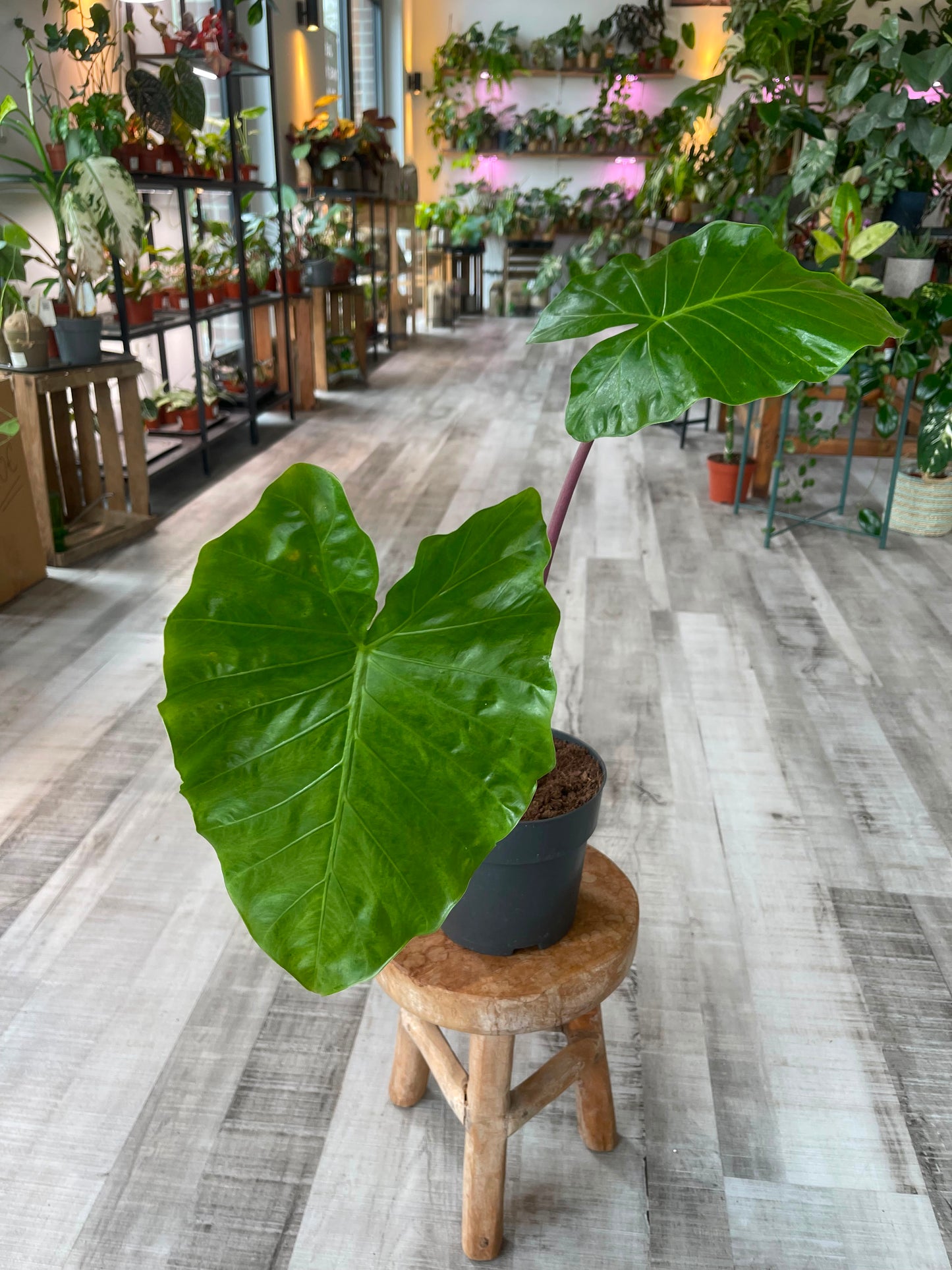 Alocasia Imperial Red (SC)