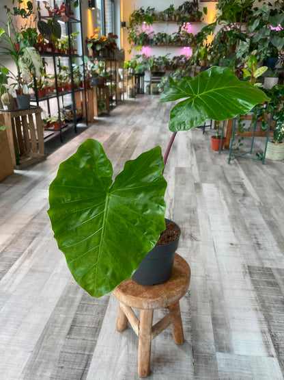 Alocasia Imperial Red (SC)