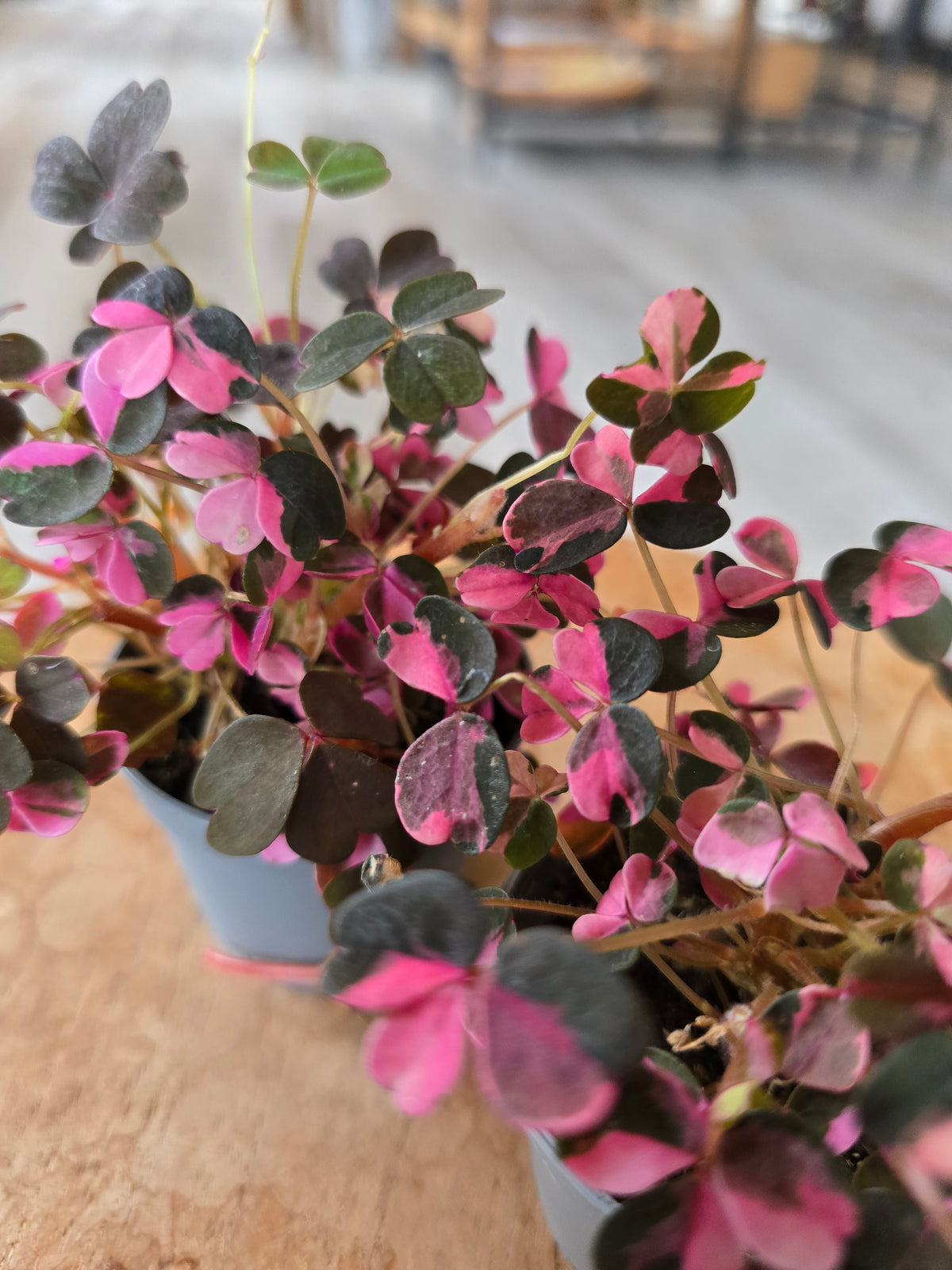 Oxalis vulcanicola 'Plum Crazy'