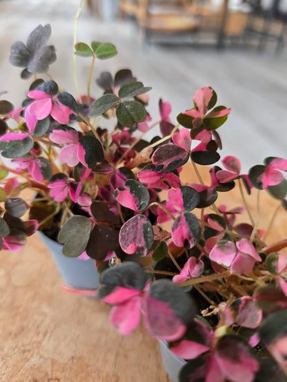 Oxalis vulcanicola 'Plum Crazy'