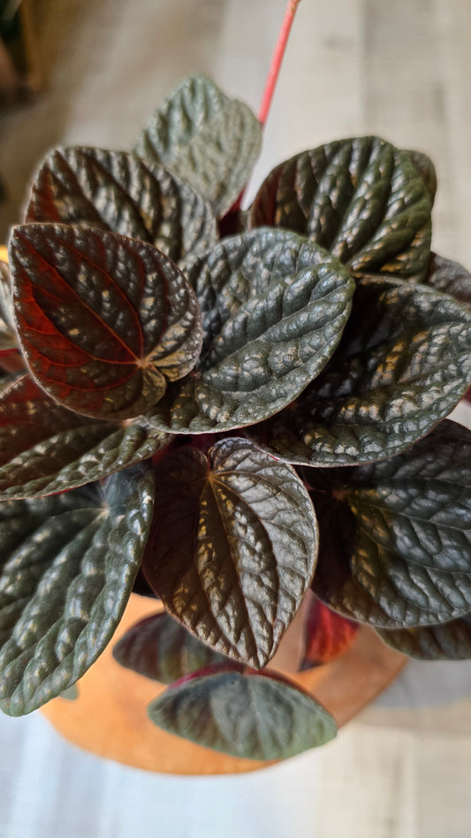 Peperomia Chocolate