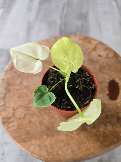 Thaumatophyllum African Fantasy (Philodendron Angela)
