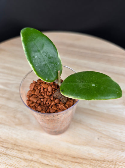 Hoya acuta variegata (RC)