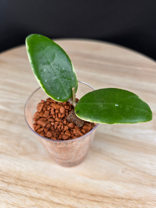 Hoya acuta variegata (RC)