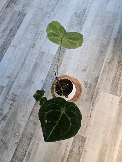 Anthurium forgetii x nigrolaminum gigi (1)