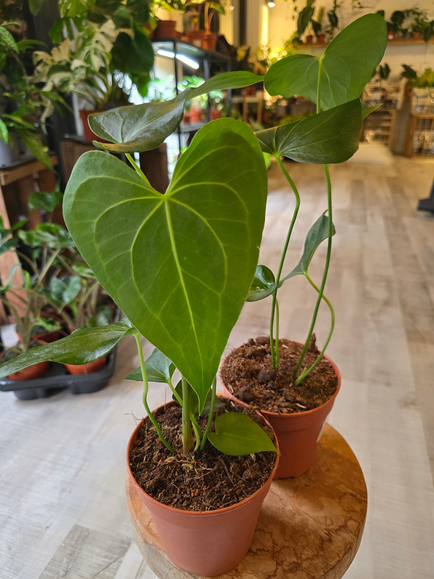 Anthurium clarinervium x pedatoradiatum