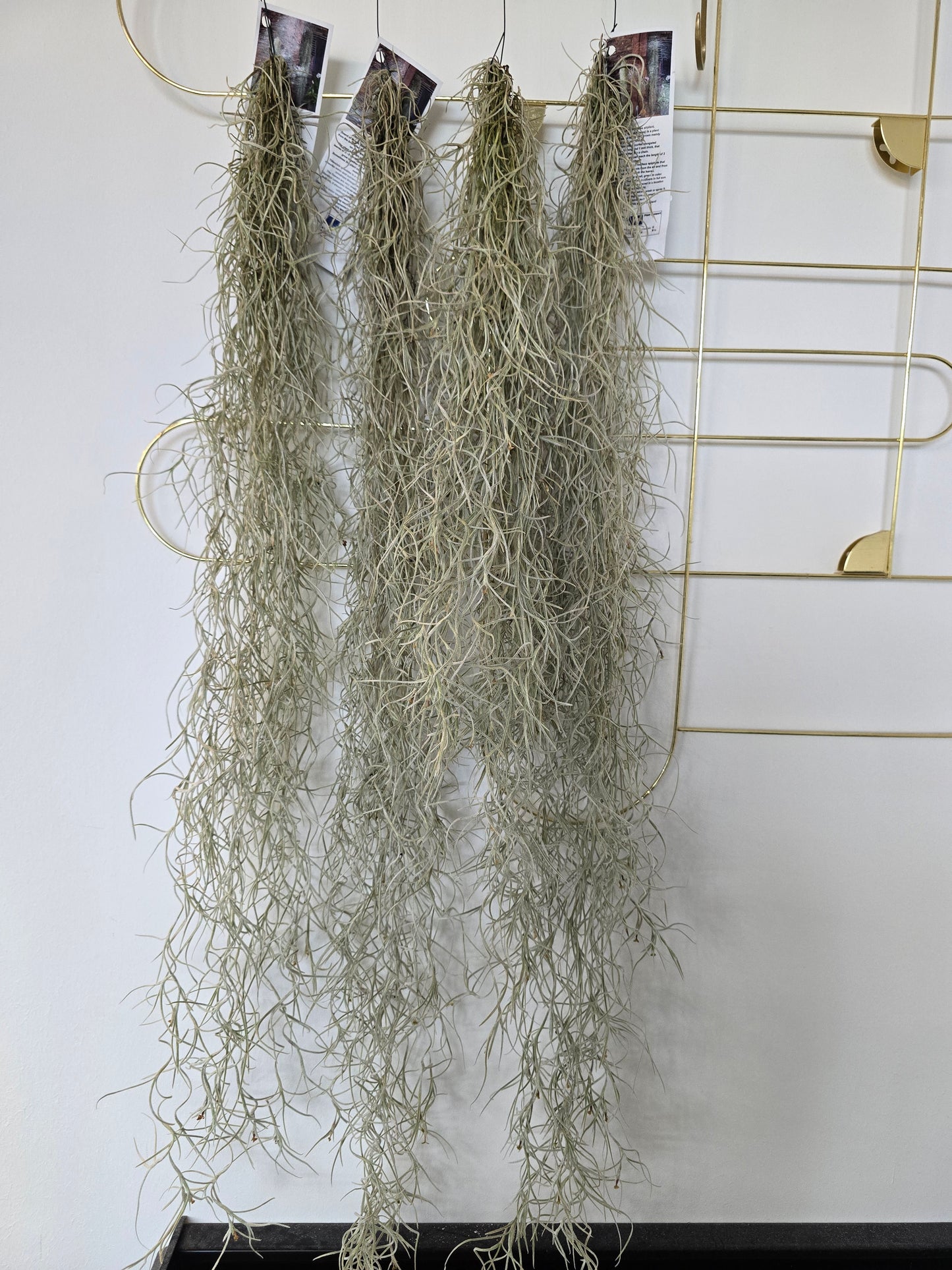 Tillandsia usneoides (Spanish Moss)