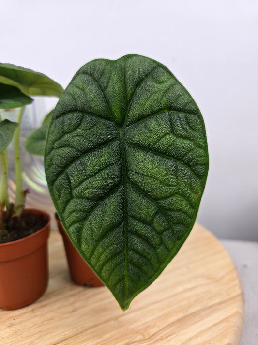 Alocasia melo
