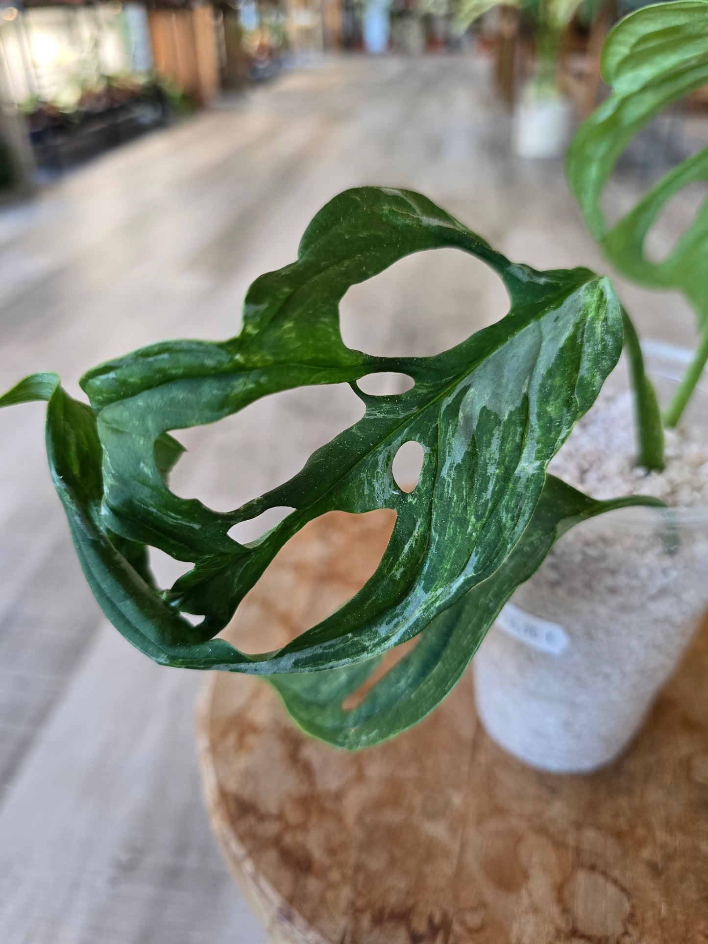 Monstera adansonii Indonesian Marble (JP2)