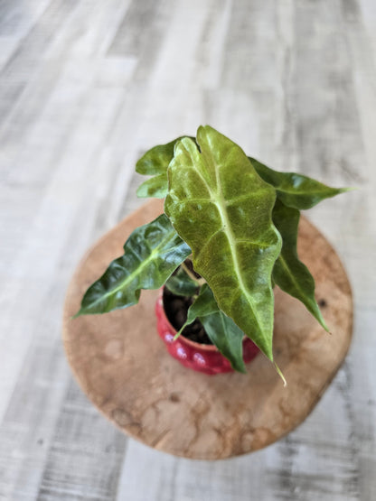 Alocasia Polly 'aurea variegata'