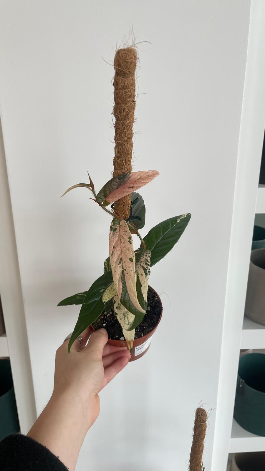 Ficus sagittata 'Variegata'