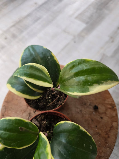 Hoya latifolia albomarginata 'Round leaf'