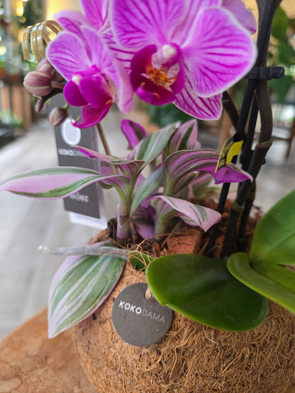Phalaenopsis Arrangement in Kokodama