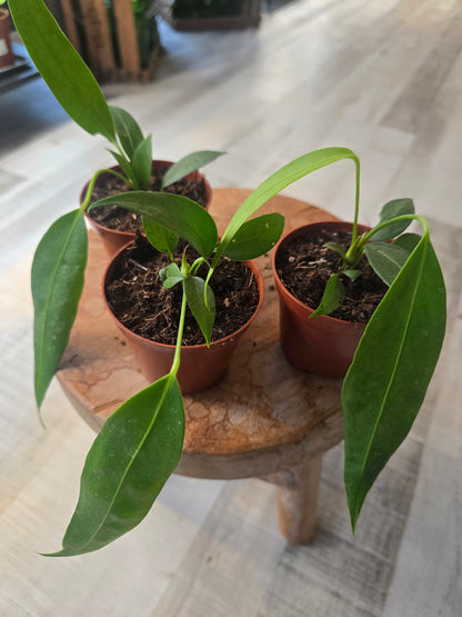 Anthurium wendlingeri
