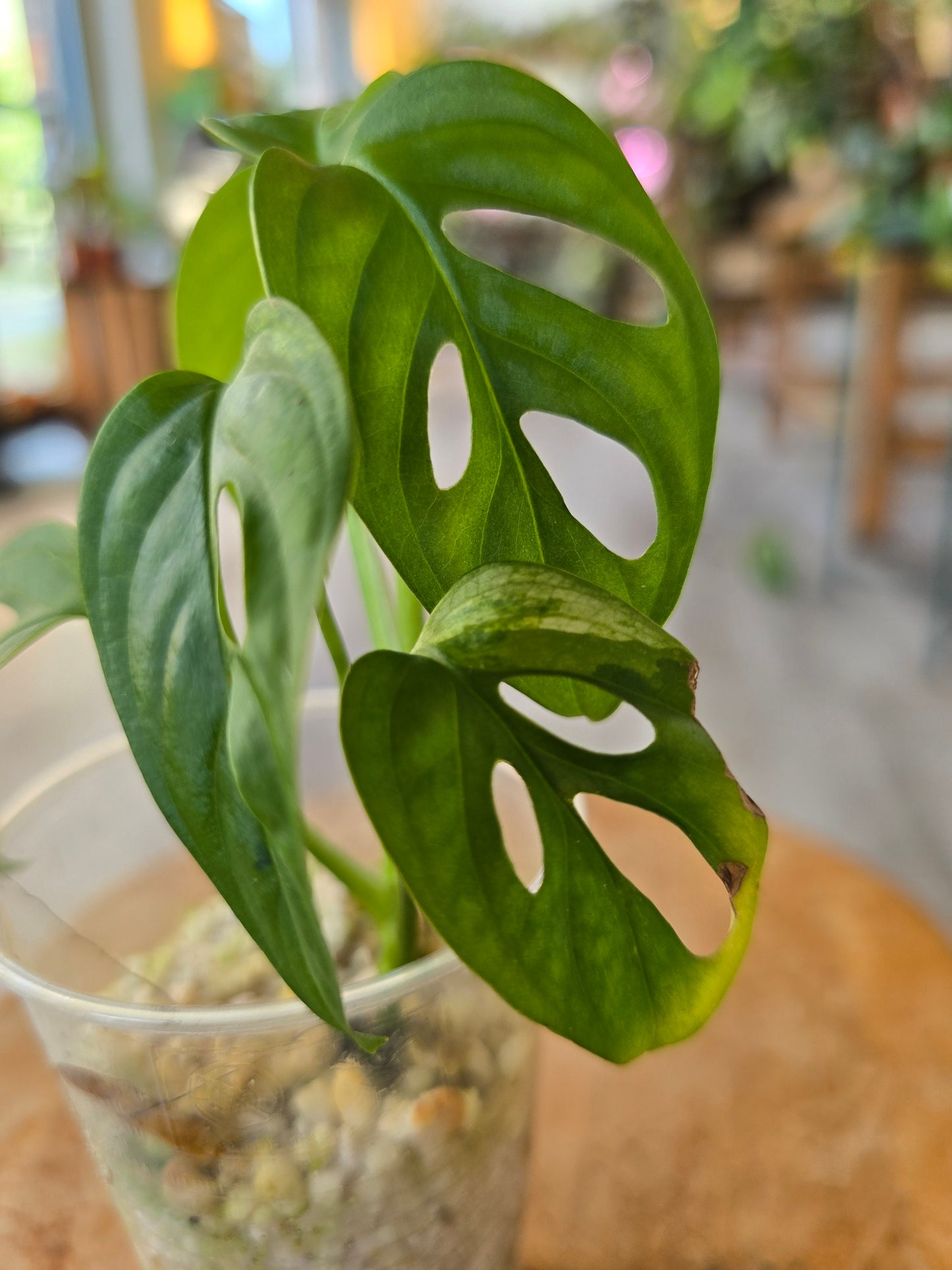Monstera adansonii variegata (vergrünt) JP
