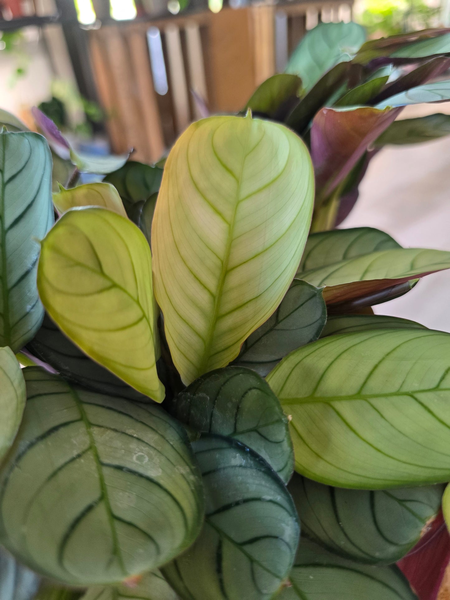 Ctenanthe burle-marxii 'Amagris'