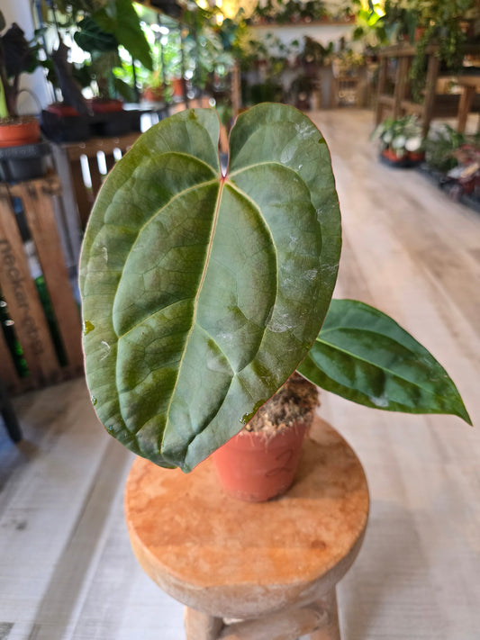 Anthurium Papillilaminum x (Hybrid)