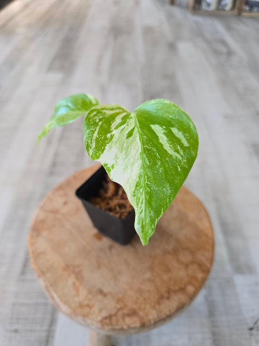 Monstera Borsigiana albo variegata