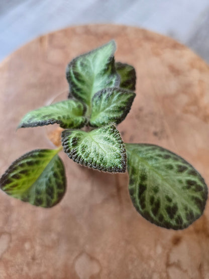 Episcia cupreata 'Silver Shield' (JP)