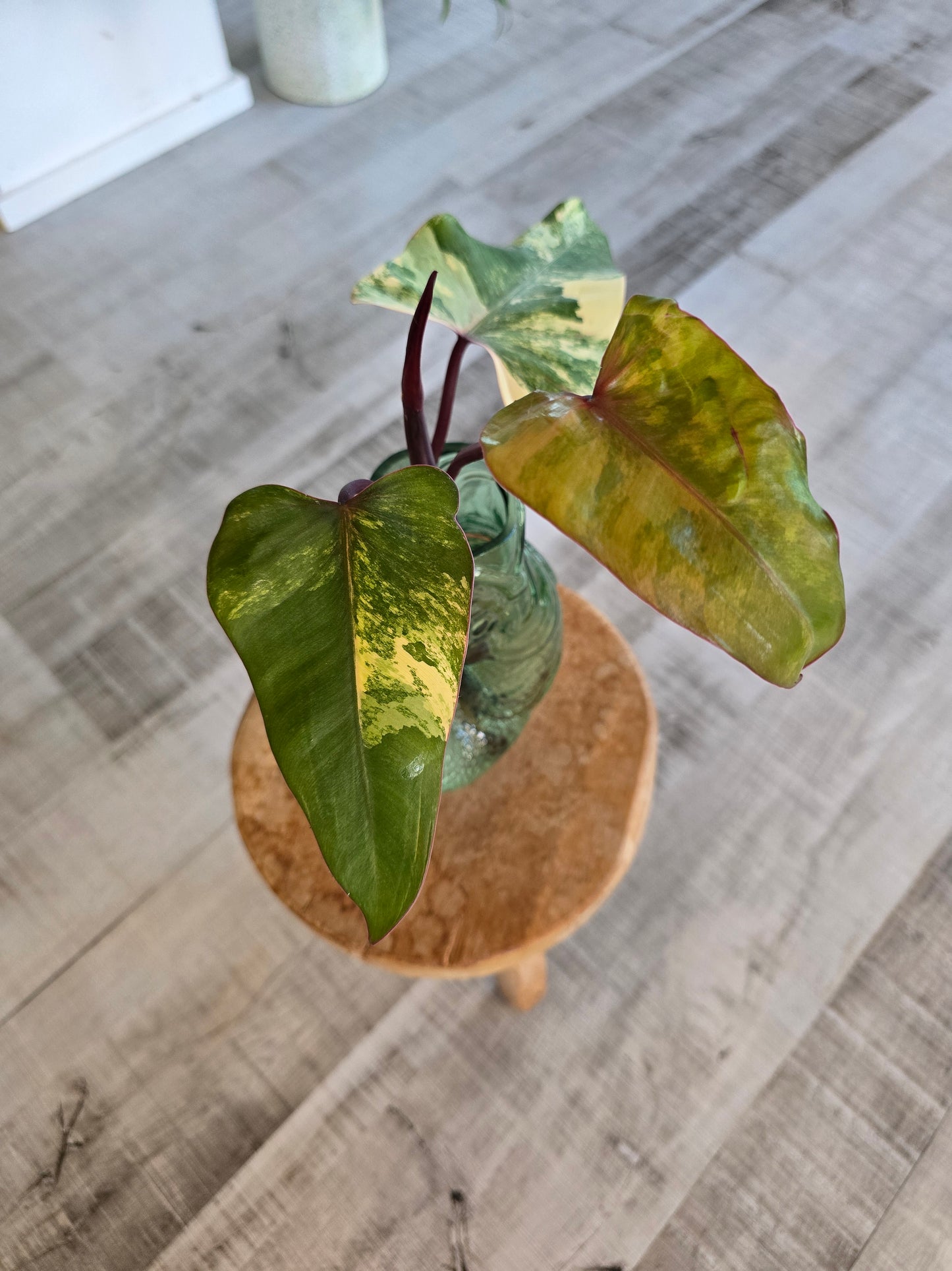 Philodendron Strawberry Shake Cutting 2