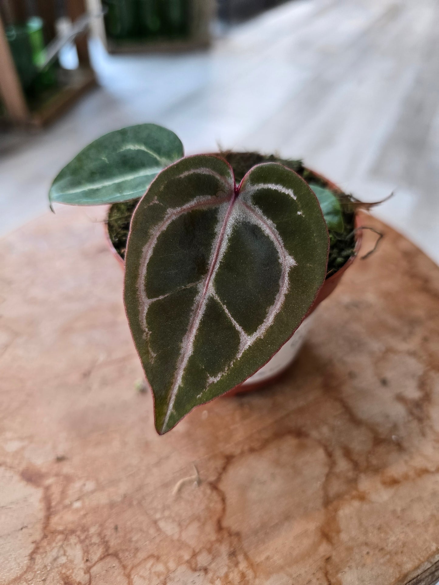 Anthurium Zara x Michelle x Red Crystallinum