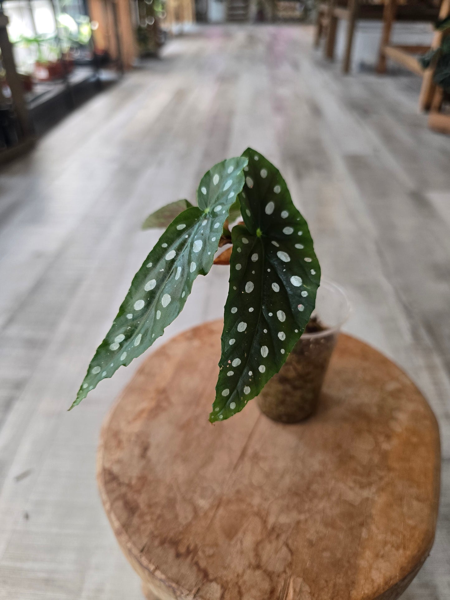 Begonia maculata (RC)