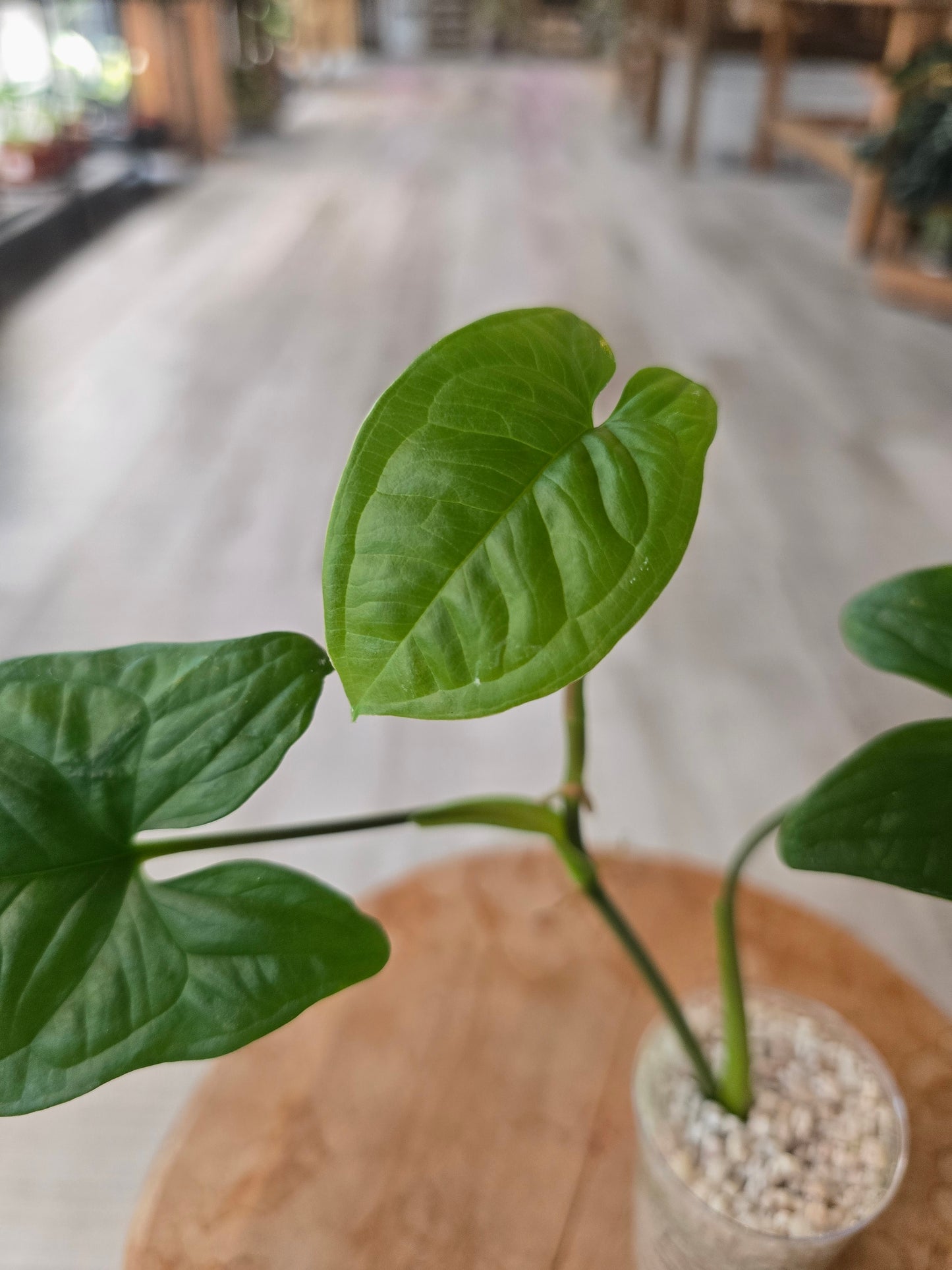 Syngonium sp. Costa Rica (JP1)