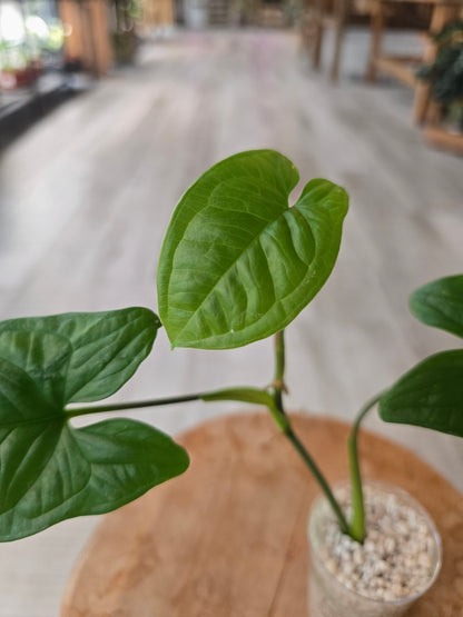 Syngonium sp. Costa Rica (JP1)