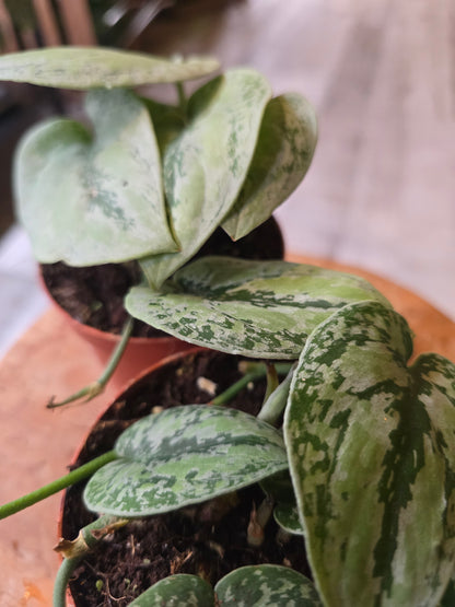 Scindapsus sp Kalimantan Tricolor