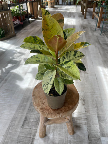 Ficus Shivereana Moonshine