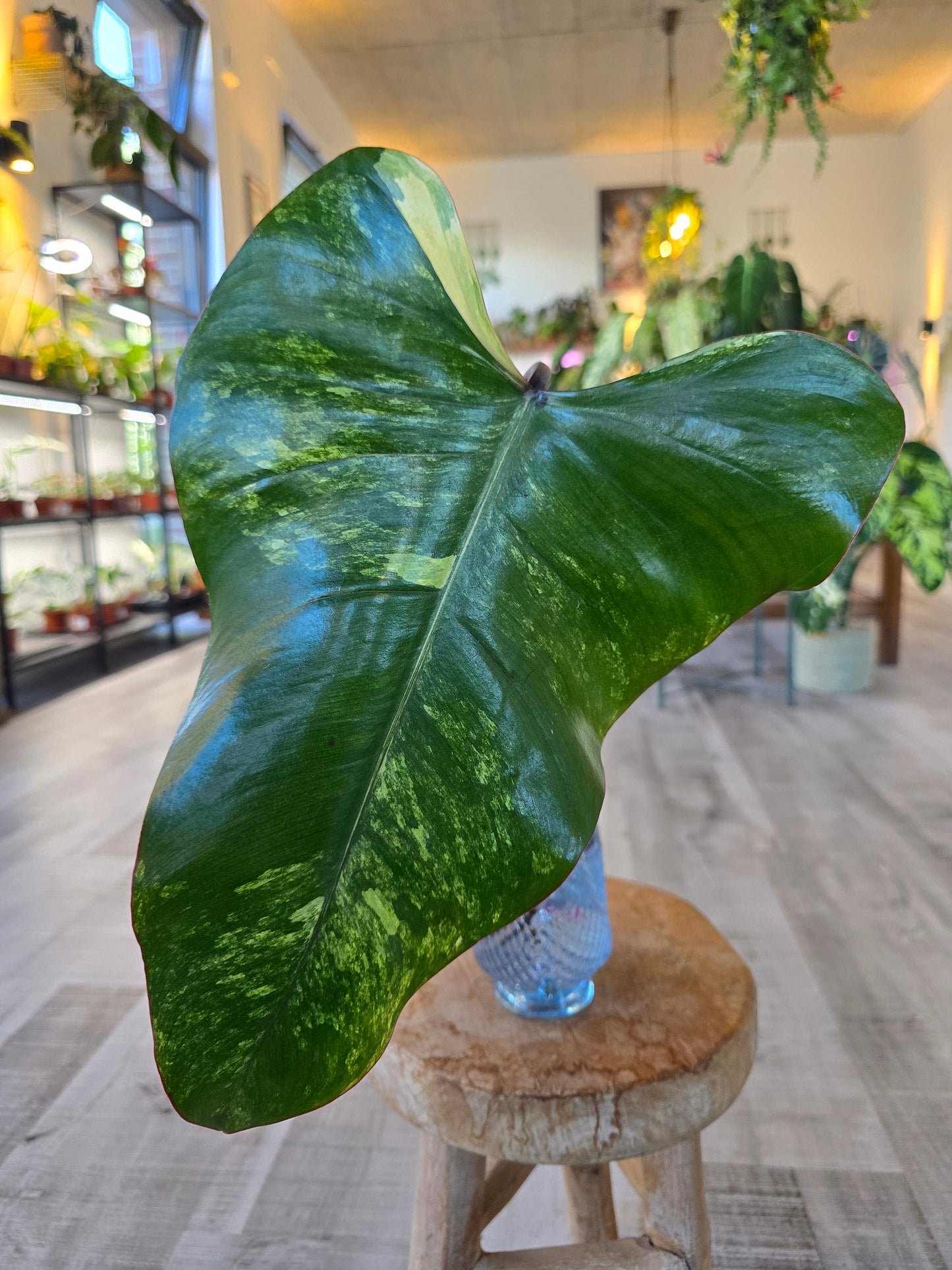 Philodendron Strawberry Shake Cutting 1