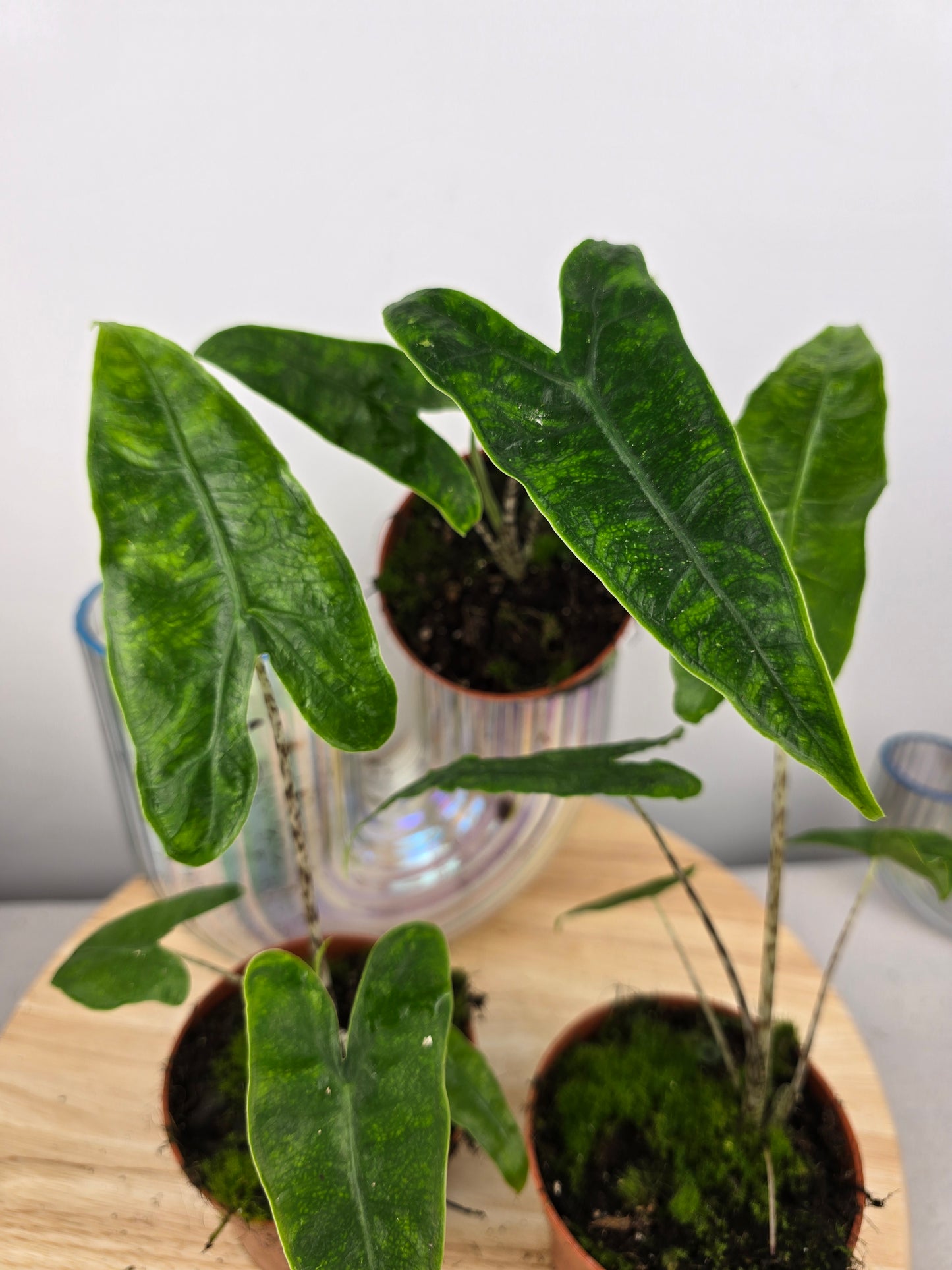 Alocasia zebrina 'Reticulata'